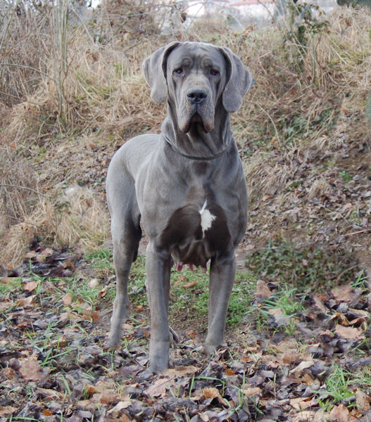 Athena des Glaciers Charmants