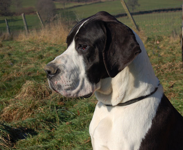 Di-jun des Glaciers Charmants