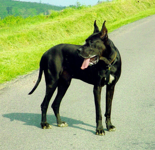 Starblack des Glaciers Charmants