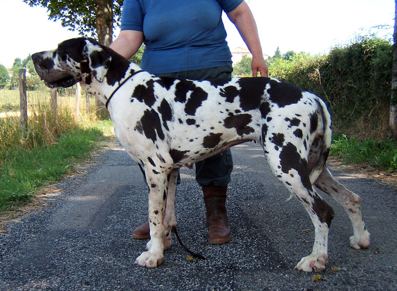 Baliska des Glaciers Charmants