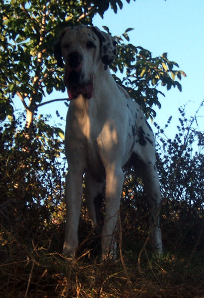 Gladiator des Glaciers Charmants