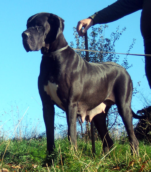 Fourty-five des Glaciers Charmants