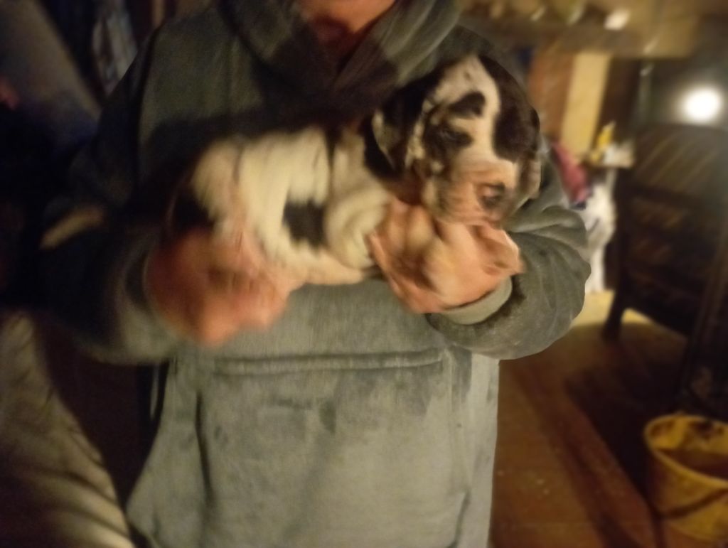 SAFIRA ET SES BEBES 2025 PERE ZEUS