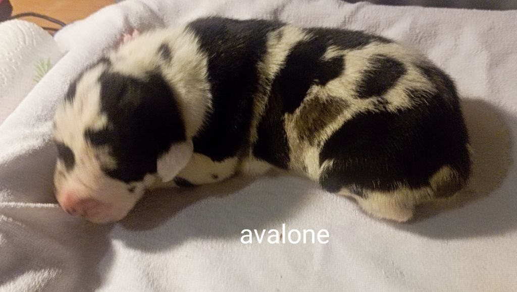 des Glaciers Charmants - Chiots disponibles - Dogue allemand