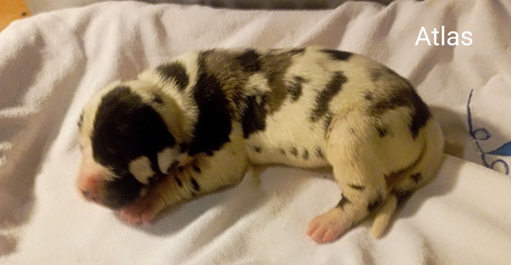 des Glaciers Charmants - Chiots disponibles - Dogue allemand