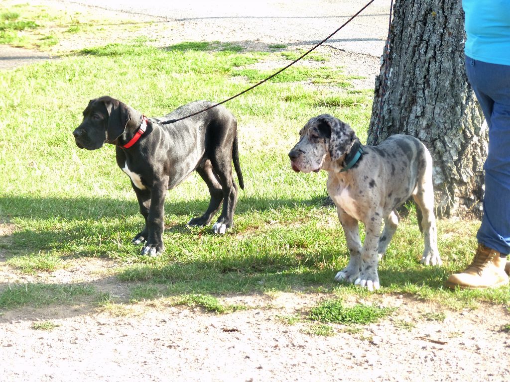 Chiot Dogue allemand des Glaciers Charmants