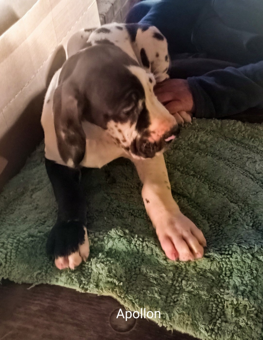 des Glaciers Charmants - Chiots disponibles - Dogue allemand