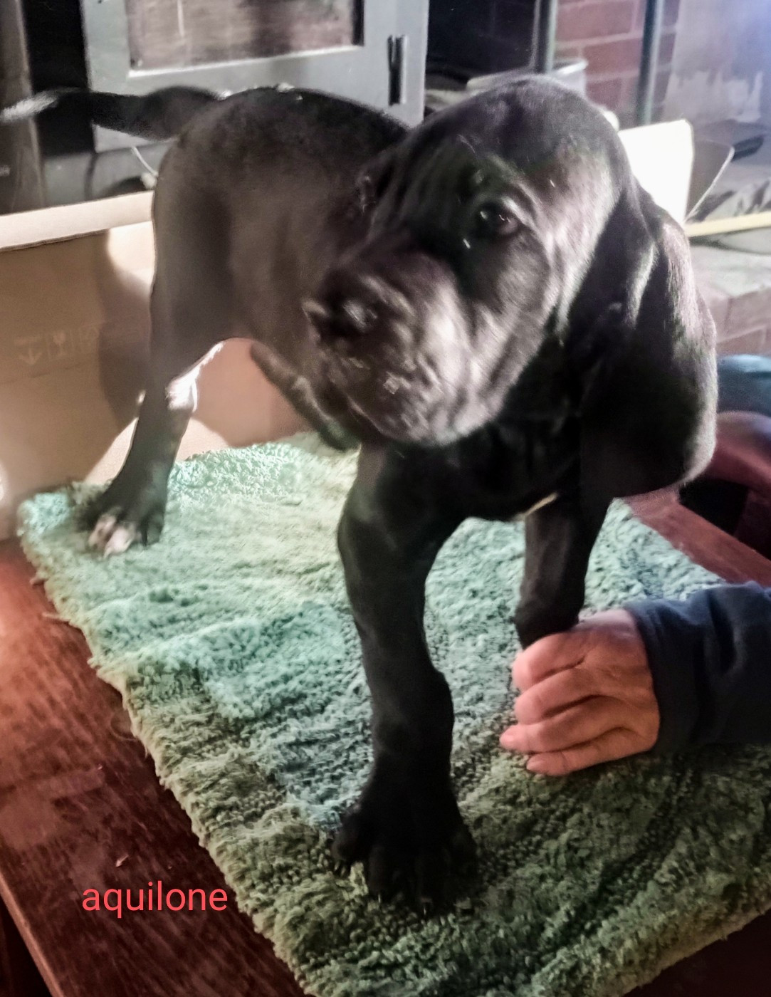 des Glaciers Charmants - Chiots disponibles - Dogue allemand