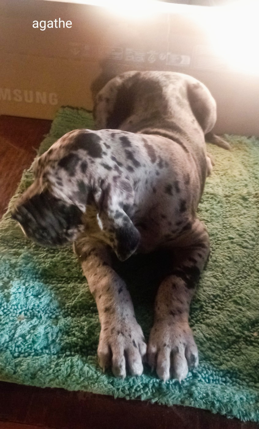 des Glaciers Charmants - Chiots disponibles - Dogue allemand