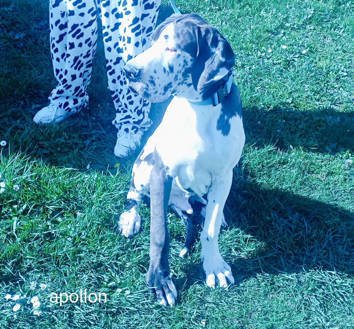 des Glaciers Charmants - Chiots disponibles - Dogue allemand