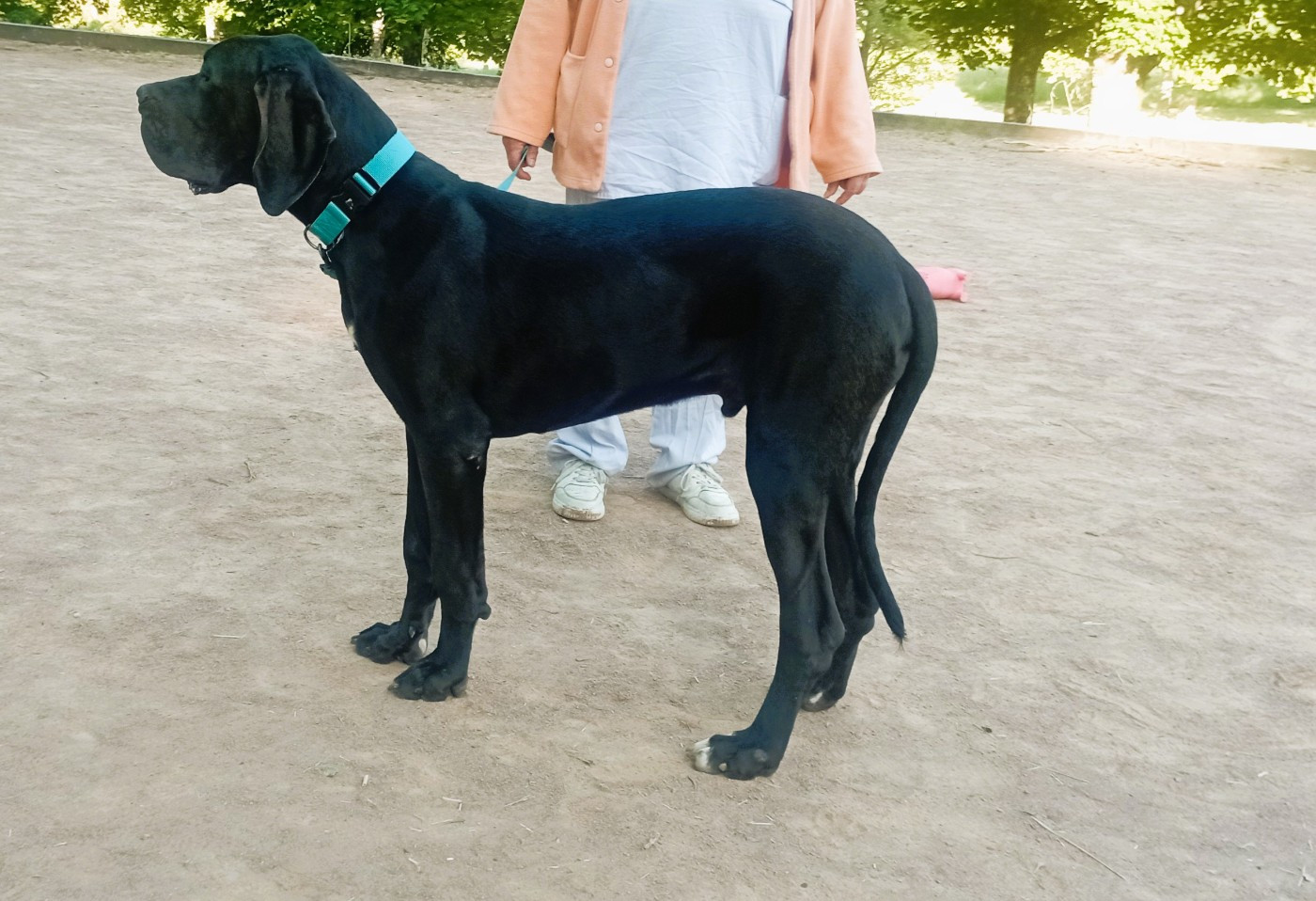 des Glaciers Charmants - Chiots disponibles - Dogue allemand