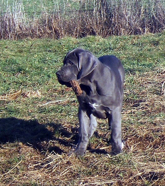 des Glaciers Charmants - Dogue allemand - Portée née le 28/10/2010