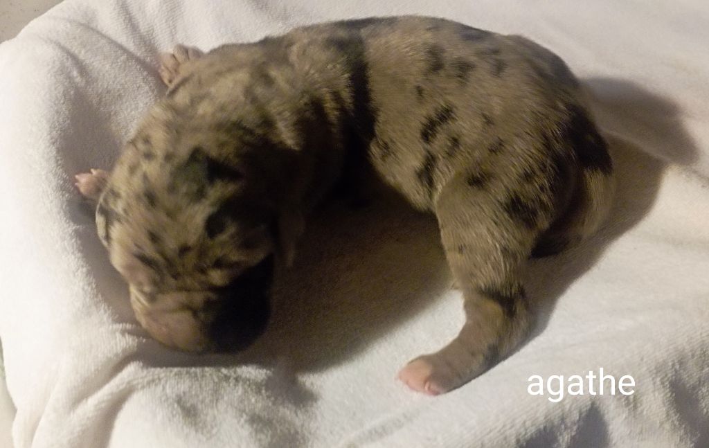 des Glaciers Charmants - Chiots disponibles - Dogue allemand