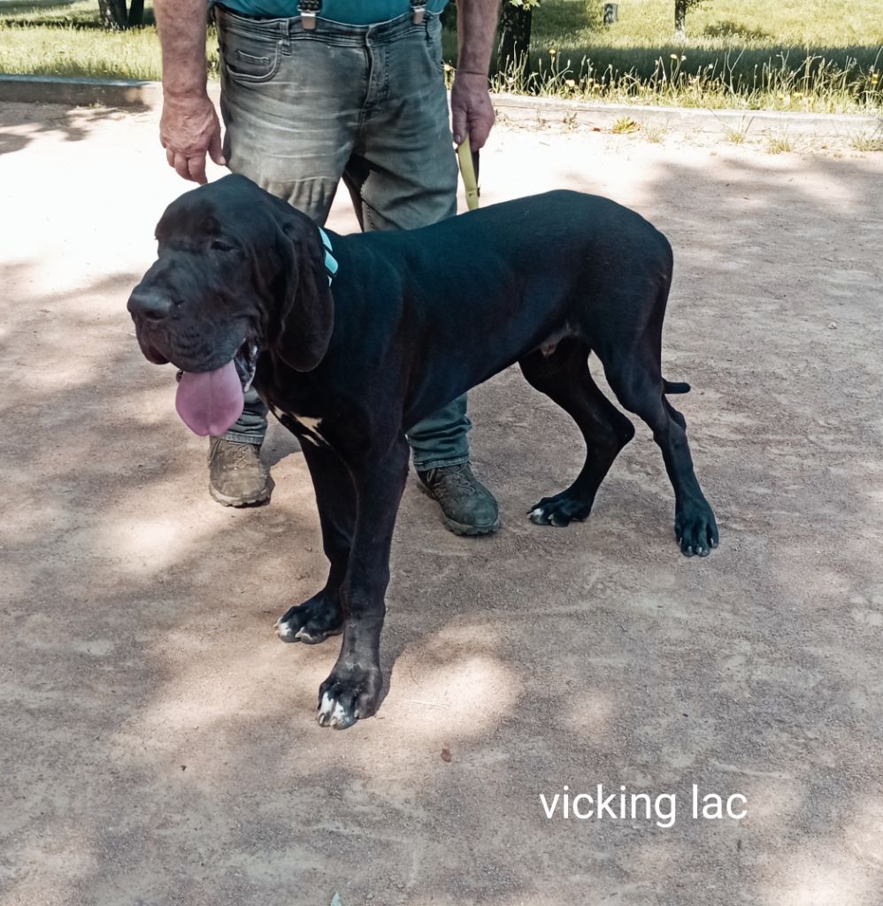 des Glaciers Charmants - Chiots disponibles - Dogue allemand