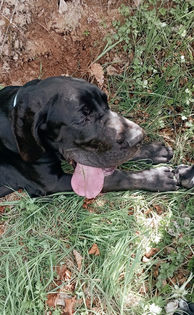 des Glaciers Charmants - Chiots disponibles - Dogue allemand