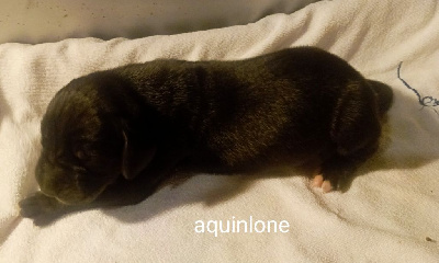 AQUILONE