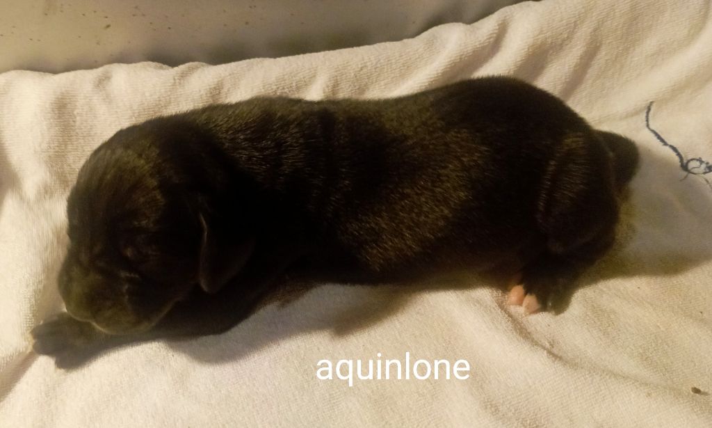 des Glaciers Charmants - Chiots disponibles - Dogue allemand