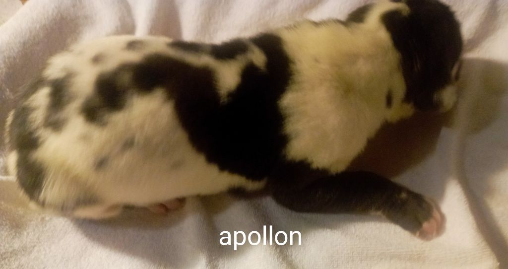 des Glaciers Charmants - Chiots disponibles - Dogue allemand